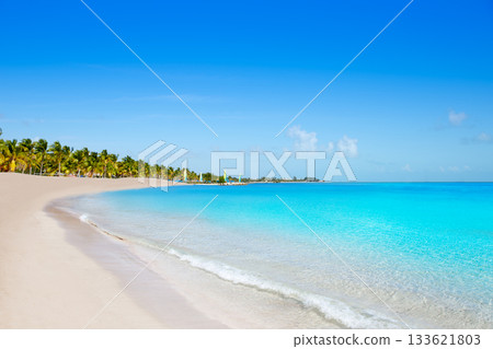Key west florida Smathers beach palm trees US Key west florida Smathers beach palm trees US 133621803
