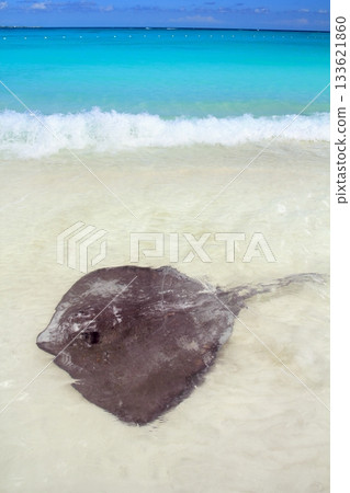 stingray Dasyatis americana in Caribbean beach stingray Dasyatis americana in Caribbean beach 133621860