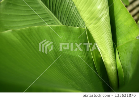 Banan tree leaves vivid green nature plant 133621870