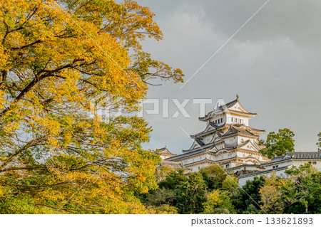 Yellow-colored Quercus abies and Himeji Castle 133621893