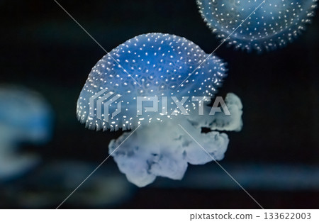 A beautiful blue jellyfish A beautiful blue jellyfish 133622003