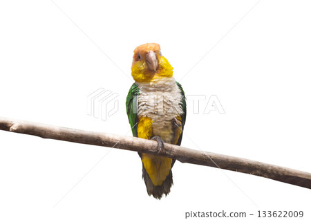 Parrot on a branch isolated 133622009