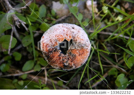 Rotten orange citrus on the floor 133622232