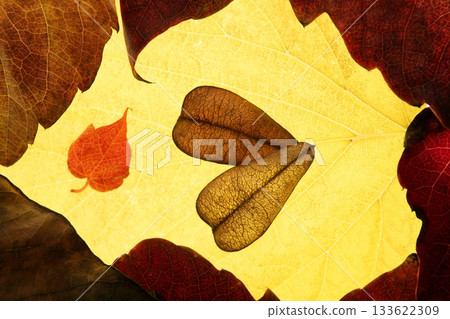 Autumn leaves in frame composition, golden transparent Autumn leaves in frame composition, golden transparent 133622309