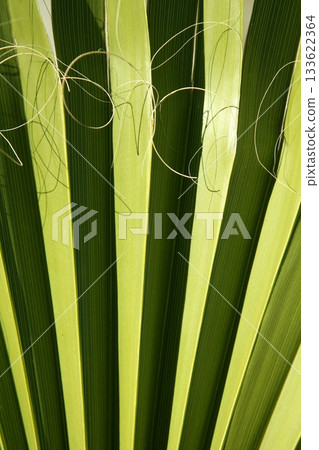 Palm leaf detail with curling fiber Palm leaf detail with curling fiber 133622364