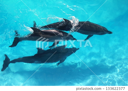 three dolphins high angle view turquoise water 133622377