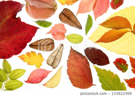 Autumn, fall leaves decorative still at studio white background Autumn, fall leaves decorative still at studio white background 133622400