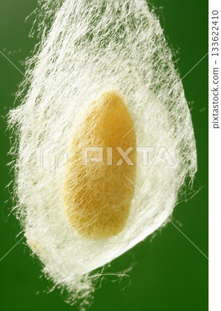 cocoon of silkworm hanging on silk worm net cocoon of silkworm hanging on silk worm net 133622410