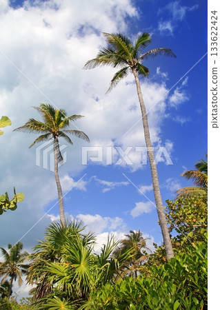Coconut palm trees tropical typical background 133622424