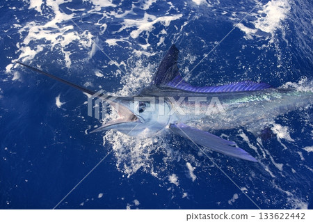 Beautiful white marlin real billfish sport fishing Beautiful white marlin real billfish sport fishing 133622442