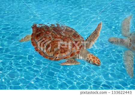 Green sea Turtle Chelonia mydas  Caribbean 133622443