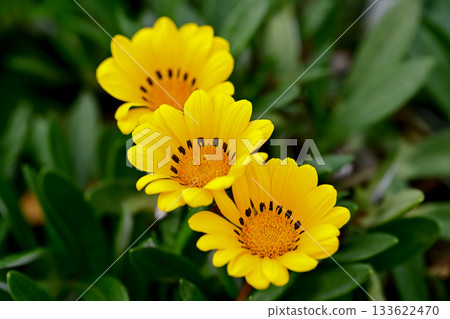 Gazania Gazania 133622470