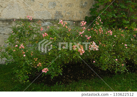 Cluster of Pink Miniature Roses Blooming on a Shrub 133622512
