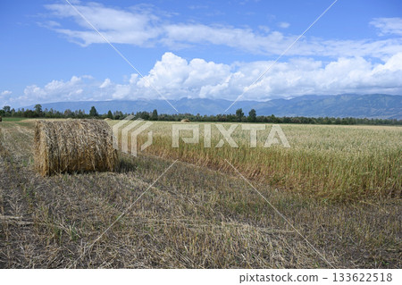 Ripe golden oat swaying in the light wind in field 133622518