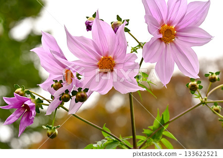 達利亞皇帝 133622521