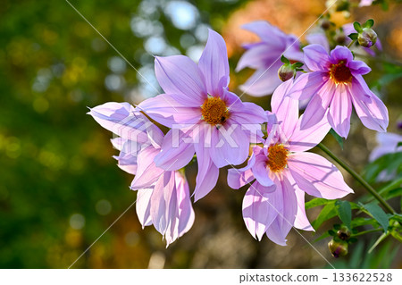 Emperor Dalia Emperor Dalia 133622528