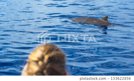 Common Bottllenose Dolphin, Madeira, Portugal 133622856