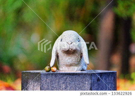 Cute rabbits at Izumo Taisha Shrine 133622926