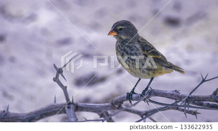 Darwin's Finch, Galapagos National Park 133622935