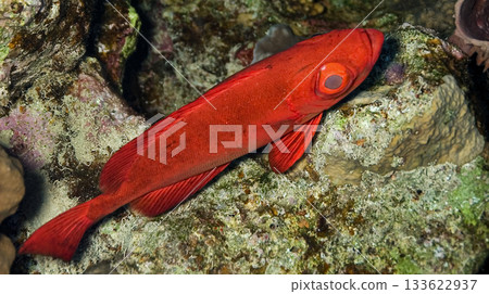 Bigeye Soldierfish, Red Sea Bigeye Soldierfish, Red Sea 133622937