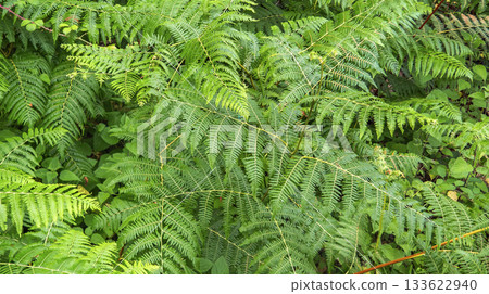 Green Fern Background 133622940