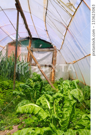 Home garden chard vegetables greenhouse Home garden chard vegetables greenhouse 133623063