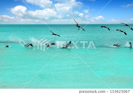 Caribbean pelican turquoise beach tropical sea 133623067