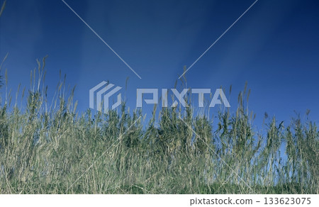 cane flowers on the river, blue sky 133623075