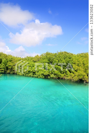 cenote mangrove turquoise water Mayan Riviera cenote mangrove turquoise water Mayan Riviera 133623082