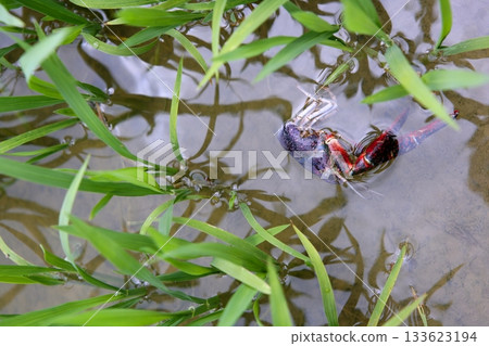 Dead red river crab in an irrigation rice field Dead red river crab in an irrigation rice field 133623194