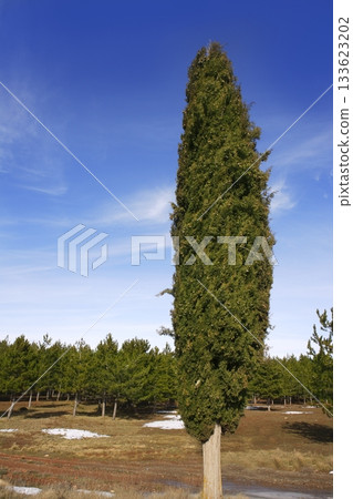 big cypress in winter pine forest background big cypress in winter pine forest background 133623202