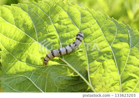 silkworm ringed silk worm on mulberry green leaf 133623203