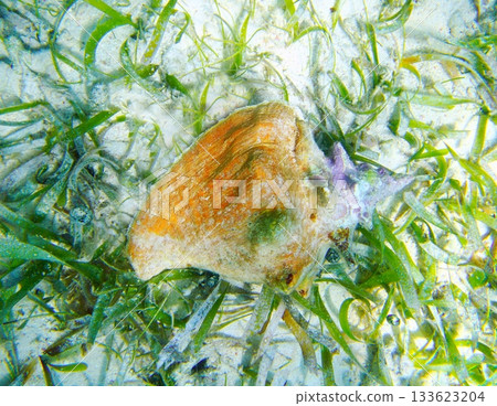 Seashell in Caribbean sea over white sand bottom 133623204