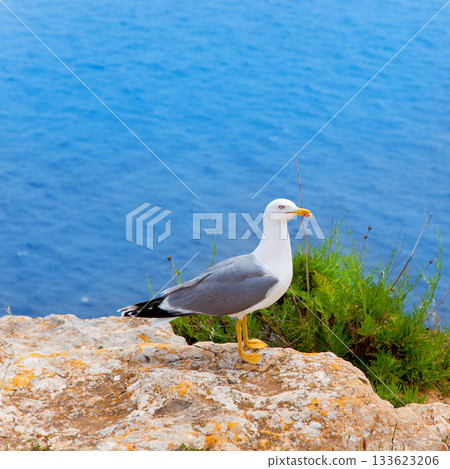sea bird on mediterranean sea in Balearic islands 133623206