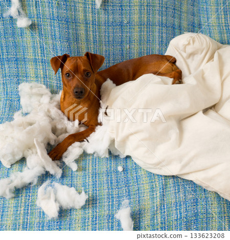 naughty playful puppy dog after biting a pillow 133623208