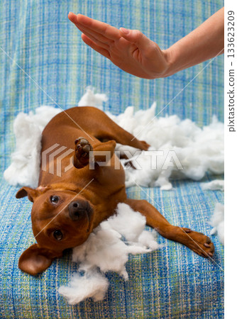 dog naughty puppy punished after bite a pillow 133623209