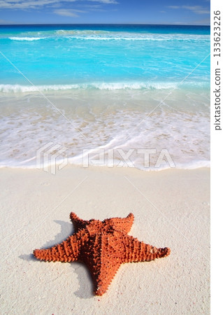 caribbean starfish tropical sand turquoise beach caribbean starfish tropical sand turquoise beach 133623226