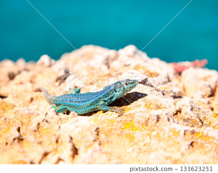 formentera lizard Podarcis pityusensis formenterae formentera lizard Podarcis pityusensis formenterae 133623251