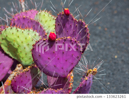 Lanzarote Guatiza cactus garden Opuntia Macrocentra Lanzarote Guatiza cactus garden Opuntia Macrocentra 133623261