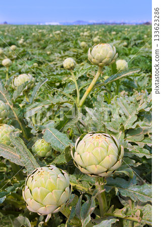 Artichokes field in Murcia Ameria region Spain Artichokes field in Murcia Ameria region Spain 133623286