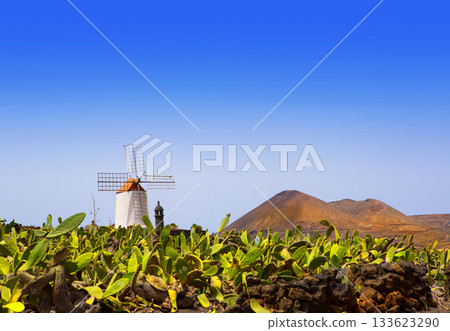 Lanzarote Guatiza cactus garden windmill 133623290