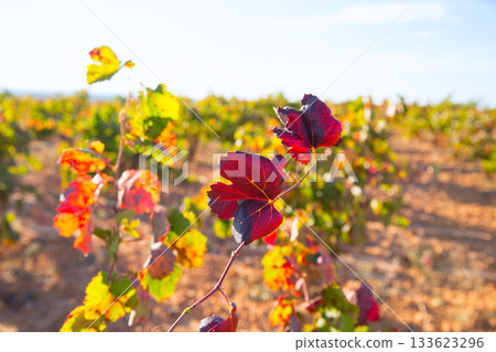 Autumn golden red vineyards in Utiel Requena 133623296