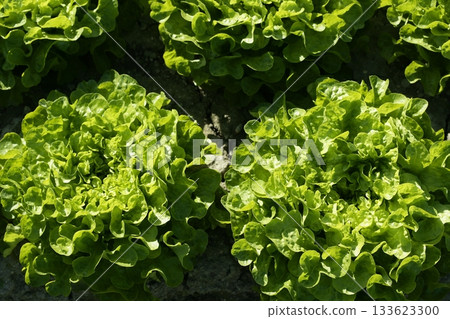 Green lettuce country in Spain Green lettuce country in Spain 133623300
