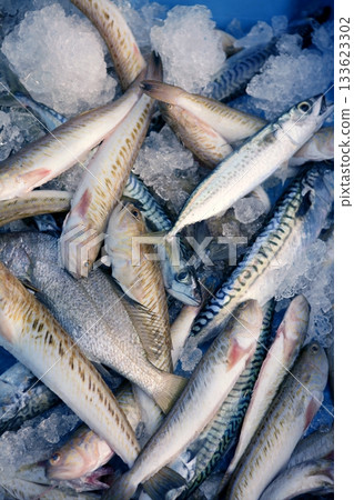 Mediterranean varied catch fish on ice Mediterranean varied catch fish on ice 133623302