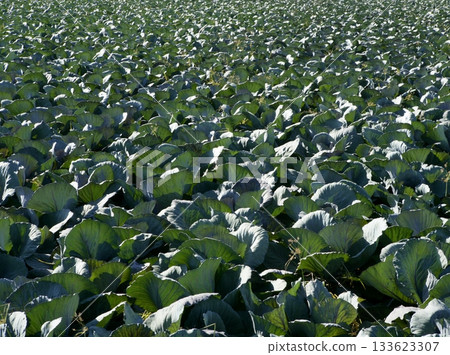 Agriculture in Spain, cabbage cultivation Agriculture in Spain, cabbage cultivation 133623307