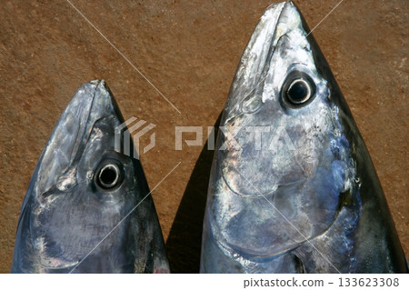 Bonito tuna, Sarda Sarda, close up portrait macro 133623308