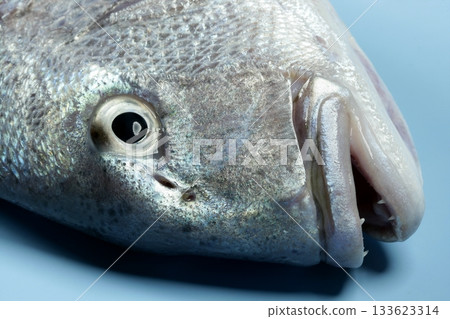 Denton, Mediterranean sparus fish, gilthead, snapper 133623314