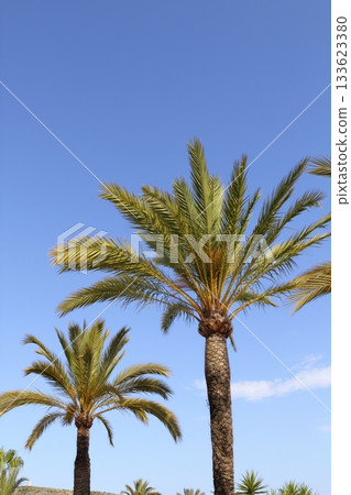 phoenix canariensis palm trees blue sky phoenix canariensis palm trees blue sky 133623380