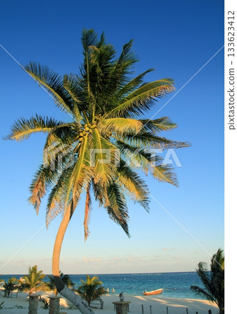 coconut palm trees Caribbean tropical beach 133623412
