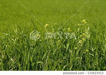 Grasslands meadow green grass with rice fields  background 133623413